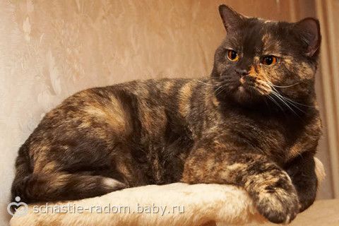 Окрасы британских кошек