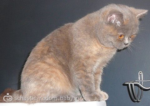 Окрасы британских кошек