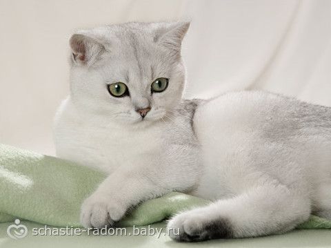 Окрасы британских кошек