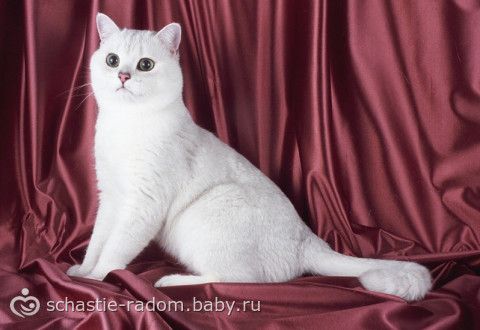 Окрасы британских кошек