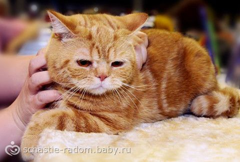 Окрасы британских кошек