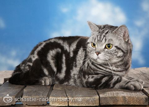 Окрасы британских кошек