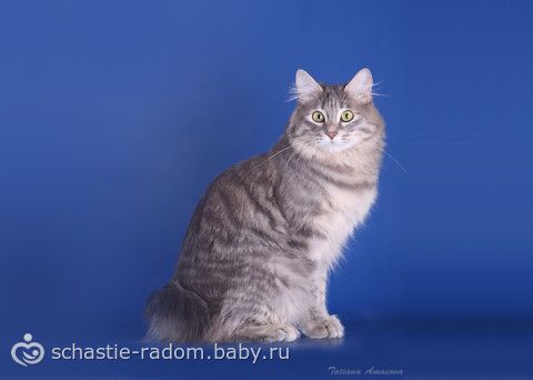 Окрасы британских кошек