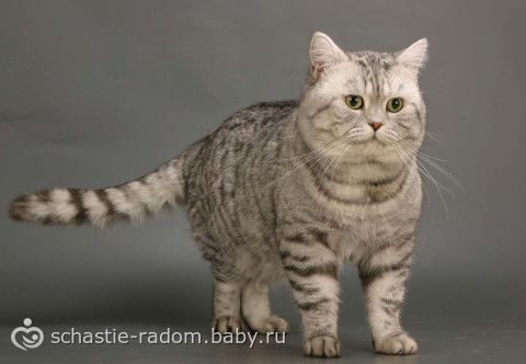 Окрасы британских кошек