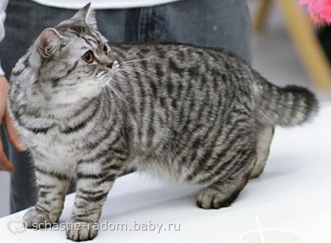 Окрасы британских кошек
