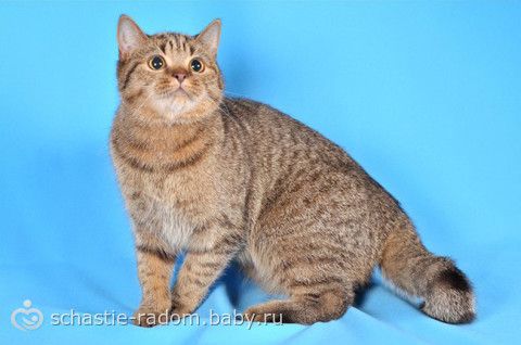 Окрасы британских кошек