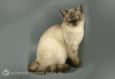 Окрасы британских кошек