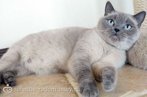Окрасы британских кошек