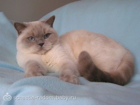 Окрасы британских кошек