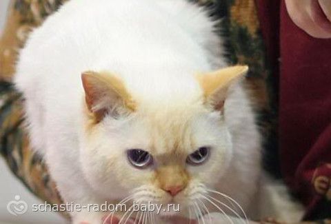 Окрасы британских кошек
