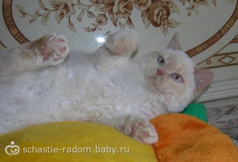 Окрасы британских кошек
