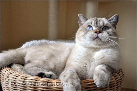 Окрасы британских кошек