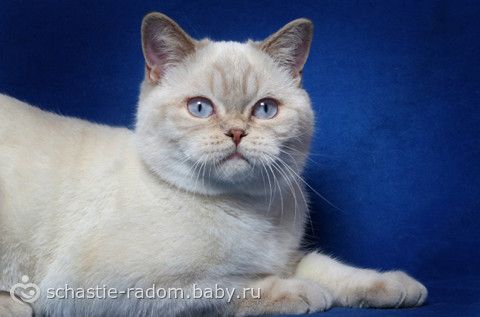 Окрасы британских кошек