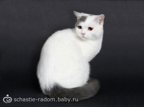Окрасы британских кошек