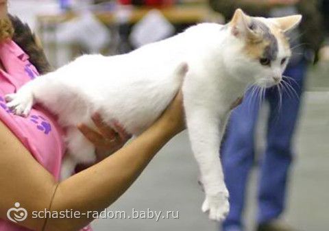 Окрасы британских кошек