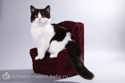 Окрасы британских кошек