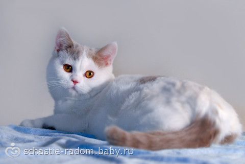 Окрасы британских кошек