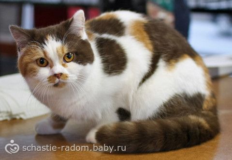 Окрасы британских кошек