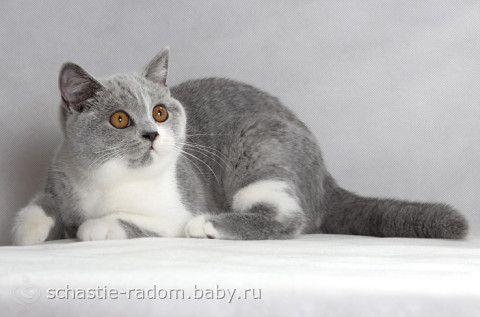 Окрасы британских кошек