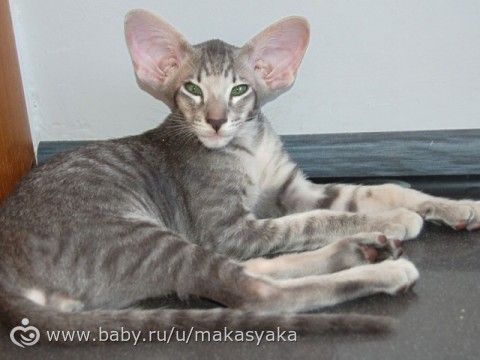 Ну как же я хочу такую моську!