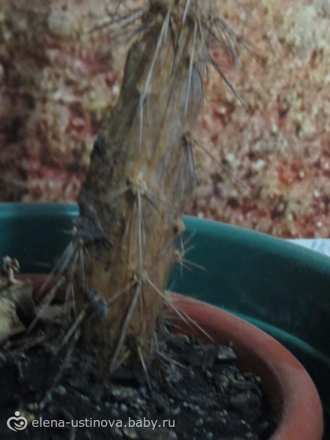 Что это за кактус?