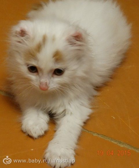 Наш котик по имени Стивен)