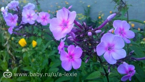 33 (коровы) недели/ наконец словила ножку фотиком!/ любимые панкейки/ первый беременный обморок...