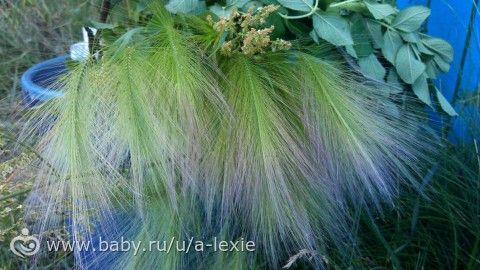 33 (коровы) недели/ наконец словила ножку фотиком!/ любимые панкейки/ первый беременный обморок...