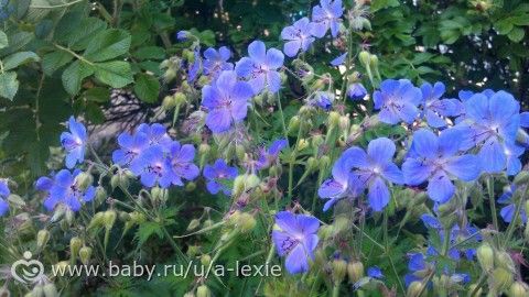 33 (коровы) недели/ наконец словила ножку фотиком!/ любимые панкейки/ первый беременный обморок...