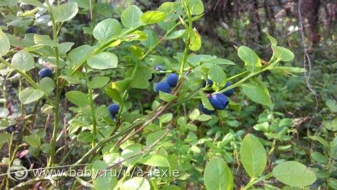 33 (коровы) недели/ наконец словила ножку фотиком!/ любимые панкейки/ первый беременный обморок...