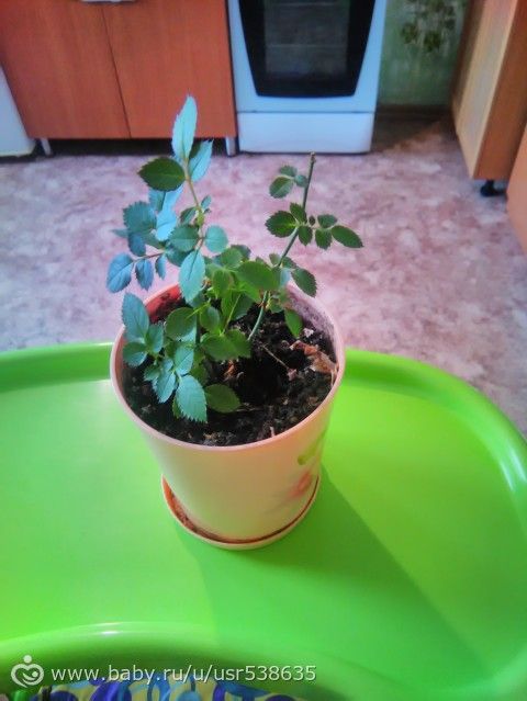 Цветоводам. Куча вопросов )))