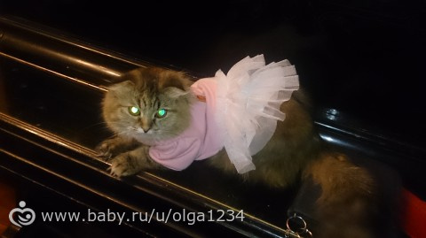 Пропали кошки!