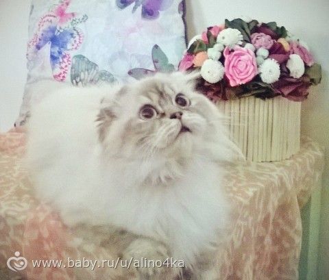 С легко перенесенной кастрацией нас!