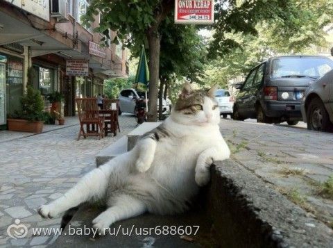 Правила жизни настоящего котэ