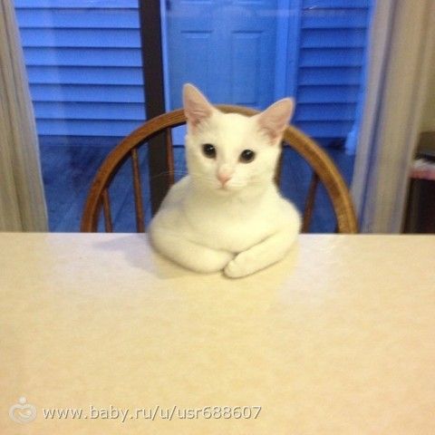 Правила жизни настоящего котэ