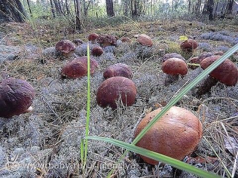 Вопросы только вег -девушкам???