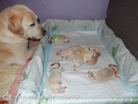 Посмотрите какая милота!