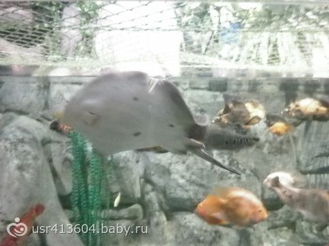 Мое &quot;Путешествие туда и обратно или отчет о поездке к морю&quot;.))) Часть 7. Как мы в Сочи ездили.
