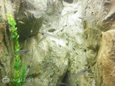 Мое &quot;Путешествие туда и обратно или отчет о поездке к морю&quot;.))) Часть 7. Как мы в Сочи ездили.