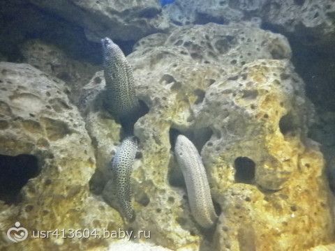 Мое &quot;Путешествие туда и обратно или отчет о поездке к морю&quot;.))) Часть 7. Как мы в Сочи ездили.