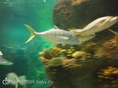 Мое &quot;Путешествие туда и обратно или отчет о поездке к морю&quot;.))) Часть 7. Как мы в Сочи ездили.