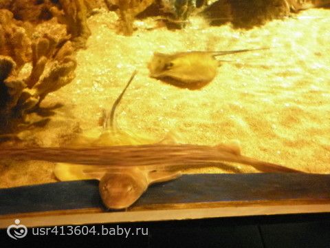 Мое &quot;Путешествие туда и обратно или отчет о поездке к морю&quot;.))) Часть 7. Как мы в Сочи ездили.