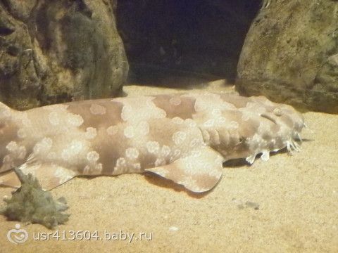 Мое &quot;Путешествие туда и обратно или отчет о поездке к морю&quot;.))) Часть 7. Как мы в Сочи ездили.