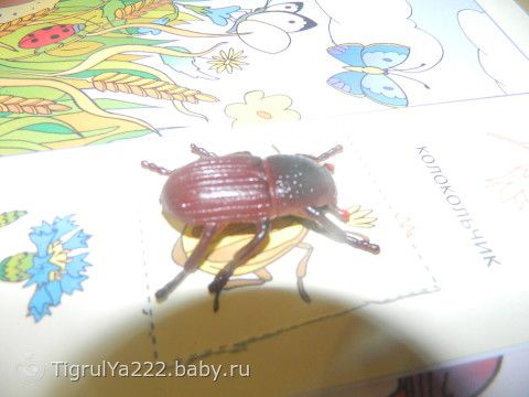ТН &quot;Насекомые!&quot; Итоговый день