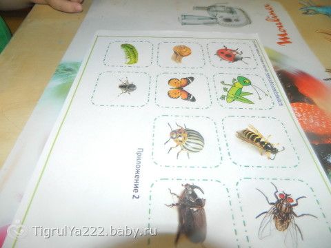ТН &quot;Насекомые!&quot; Итоговый день