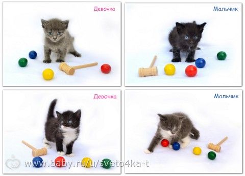 КОТЯТА 1,5 месяца в добрые руки! *Екатеринбург*