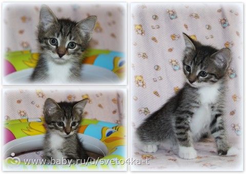 КОТЯТА 1,5 месяца в добрые руки! *Екатеринбург*