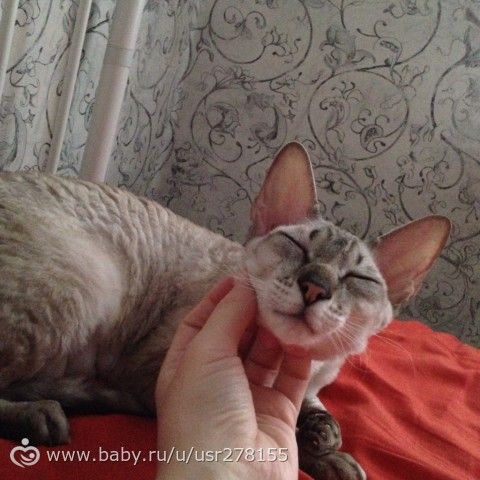 Котолав
