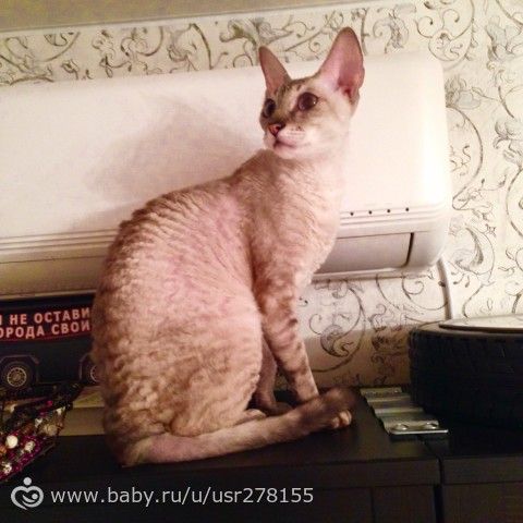 Котолав