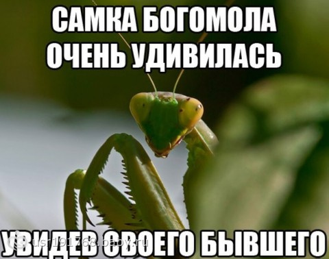 Очередной баян))))))